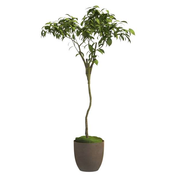 istock Indoor plant 3d illustration isolated on the white background 1140898581