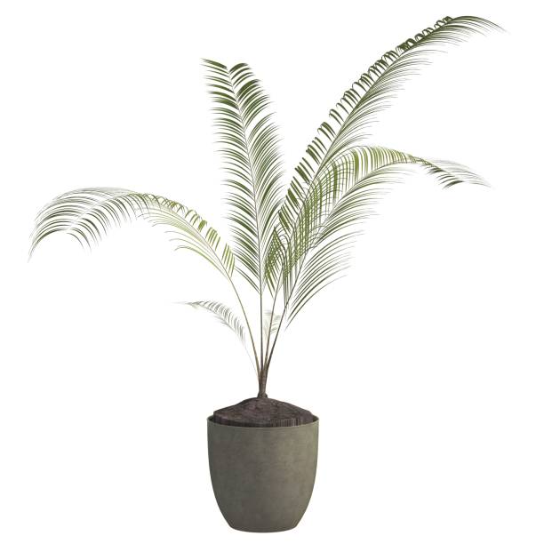 istock Indoor plant 3d illustration isolated on the white background 1140898596