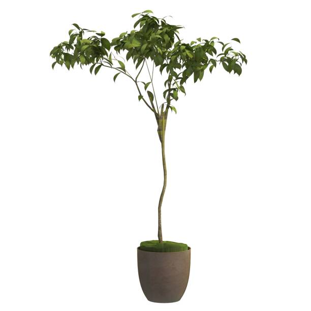 istock Indoor plant 3d illustration isolated on the white background 1140898612