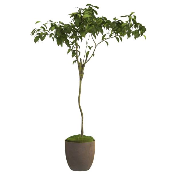 istock Indoor plant 3d illustration isolated on the white background 1140898624