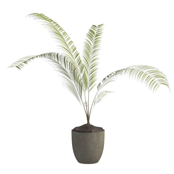 istock Indoor plant 3d illustration isolated on the white background 1140898674