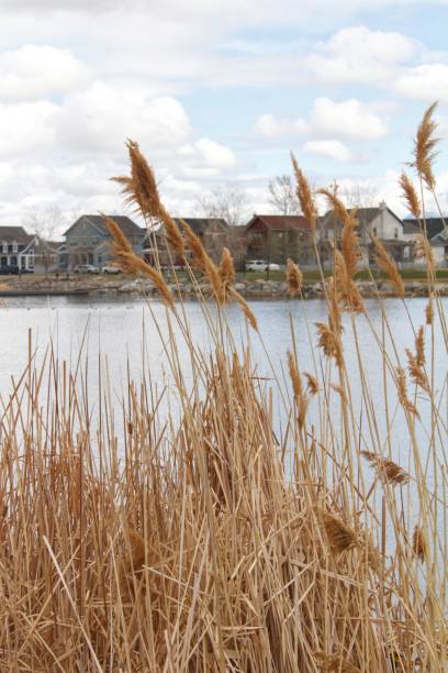 istock Tall Grass in front of Lake 1140898942