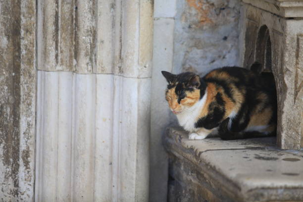istock dubrovnik town view cat walking 1140902896