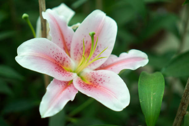 istock white flower, tropical flower plant 1140905206