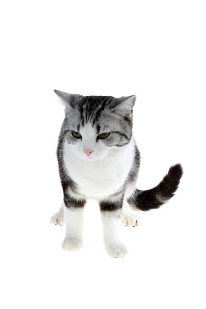 istock American Shorthair 1140905286