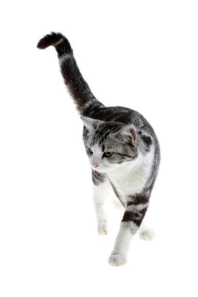 istock American Shorthair 1140905317