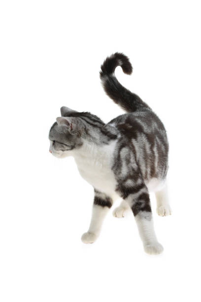 istock American Shorthair 1140905326