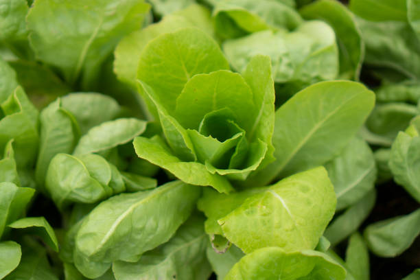 istock fresh organic vegetables in organic farm 1140905486