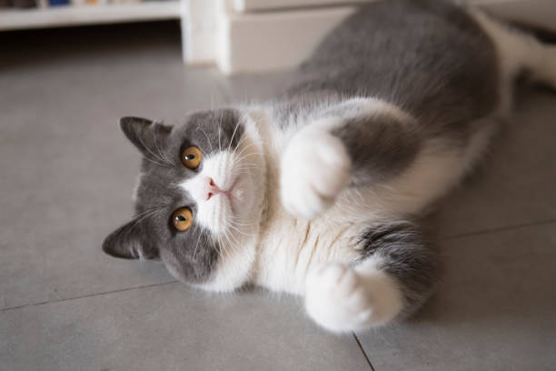 istock Cute British short-haired cat, indoor shooting 1140906196