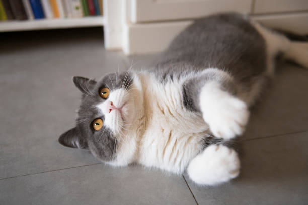 istock Cute British short-haired cat, indoor shooting 1140906201