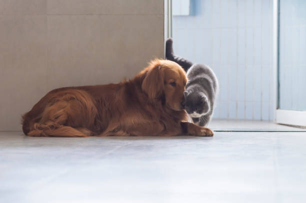 britische kurzhaarige katzen und goldhunde kommen freundschaftlich zurecht - amicably stock-fotos und bilder