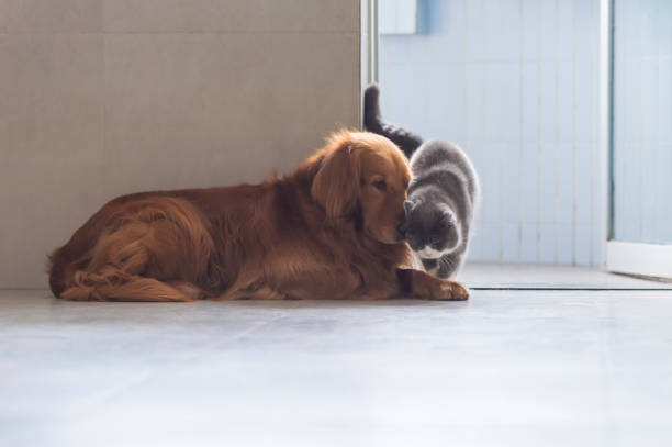 los gatos británicos de pelo corto y los perros de golden retriever se llevan amistosamente - amicably fotografías e imágenes de stock