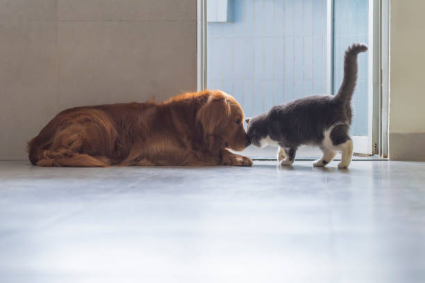 istock British short-haired cats and golden retriever dogs get along amicably 1140906306