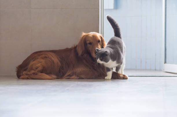 britische kurzhaarige katzen und goldhunde kommen freundschaftlich zurecht - amicably stock-fotos und bilder