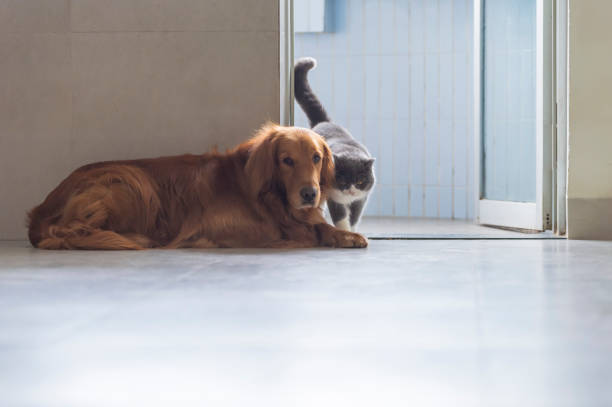 britische kurzhaarige katzen und goldhunde kommen freundschaftlich zurecht - amicably stock-fotos und bilder