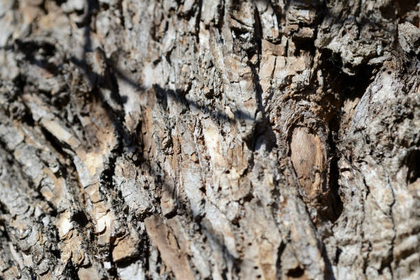 istock The bark of an old tree lit by the sun as a texture and background 1140906994