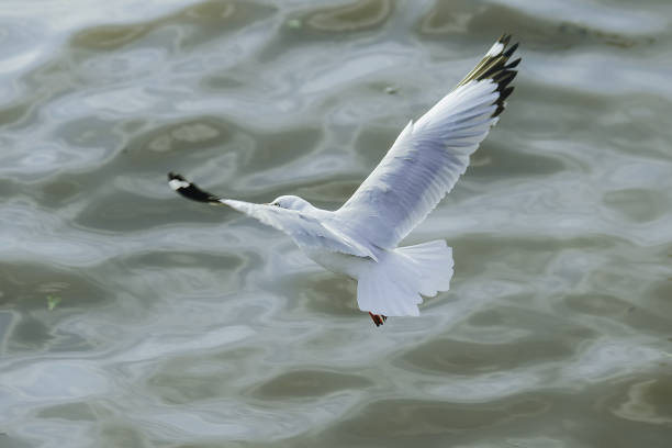 istock Seagulls are flying over the sea. 1140908327