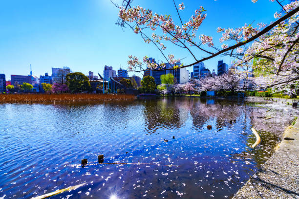 istock Spring Ueno in Tokyo Japan 1140910472
