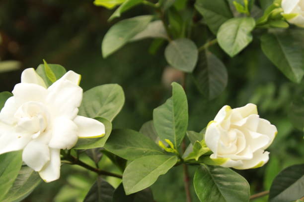 istock Gardenia Flowers 1140911618