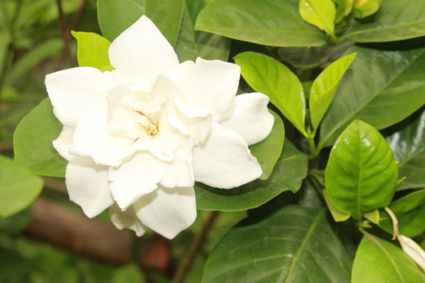 istock Gardenia Flowers 1140914359
