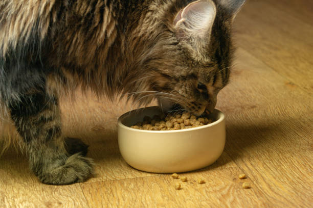 istock Fluffy cat dines on the floor in the room. Close-up 1140916079