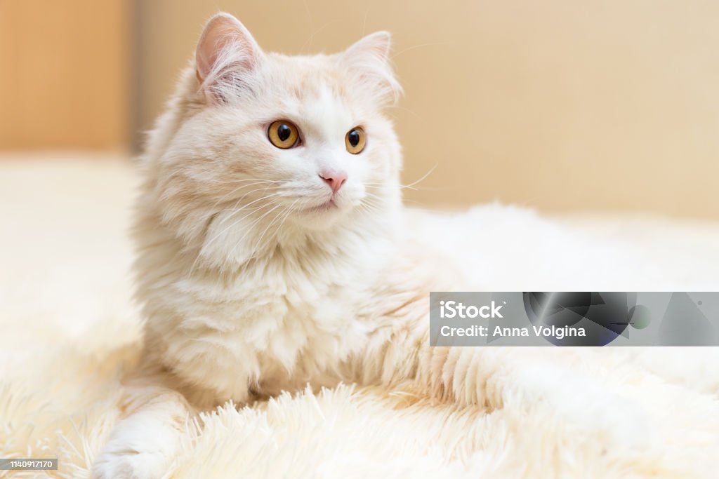 白いトルコのアンゴラ猫の肖像 - ストックフォト・写真素材...