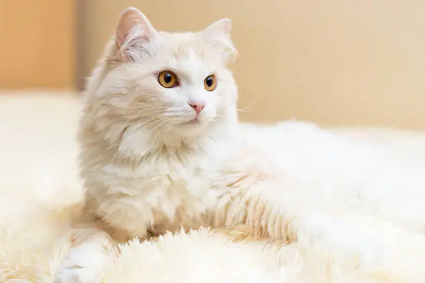 portrait of a white turkish angora cat at home