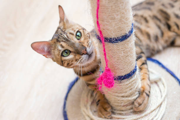 istock cute funny cat is playing with a scratcher 1140917214