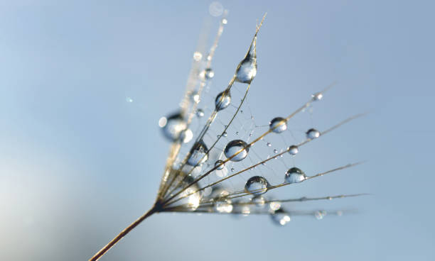 istock Water drops on a dandelion seed close up. 1140919226