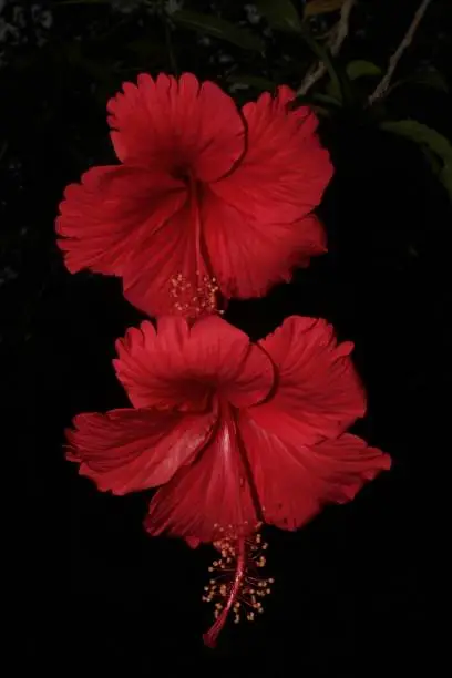 Photo of Red hibiscus flowers on dark background