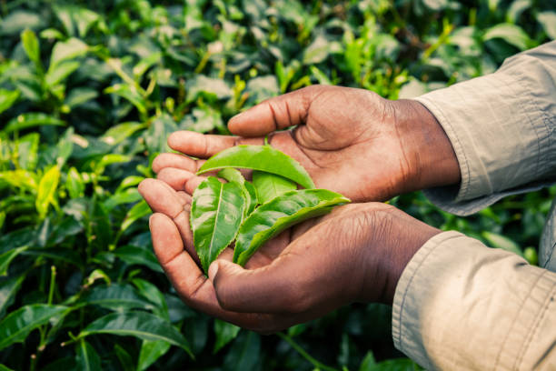 l’homme africain retenant des feuilles de thé dans la plantation de thé. rwanda - tea crop plantation tea leaves farmer photos et images de collection