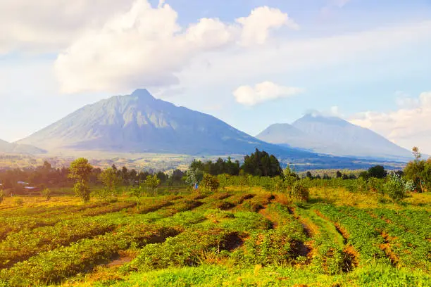 View of tea plantations and Virunga Mountains and Volcanoes in Rwanda