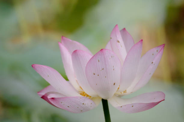 istock the lotus flower at summer at pond 1140919583