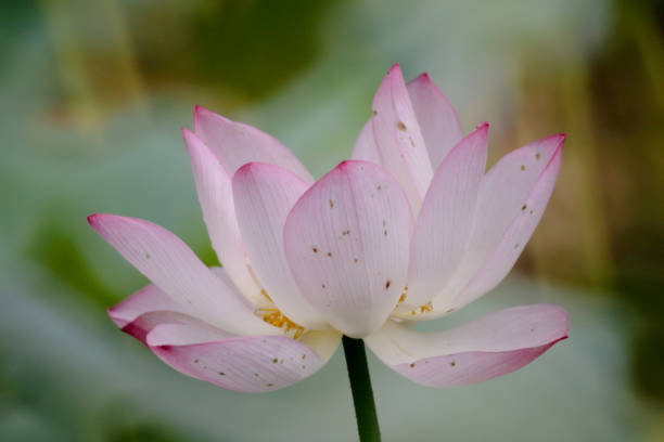 istock the lotus flower at summer at pond 1140919587