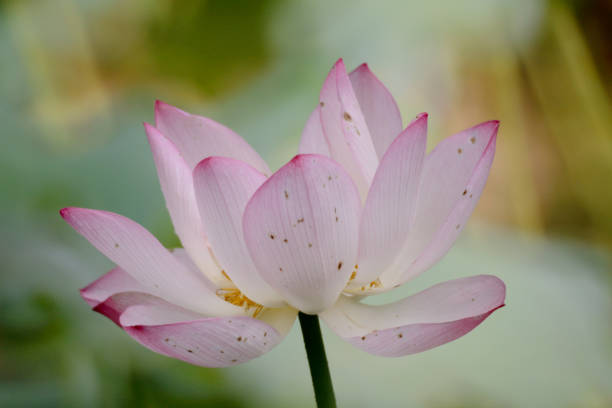 istock the lotus flower at summer at pond 1140919699
