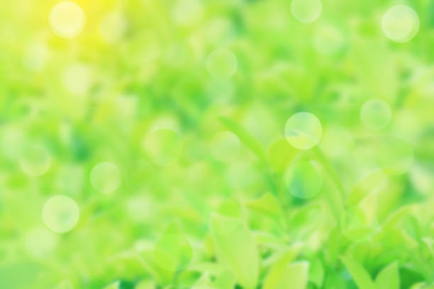 istock Blurry green nature background with bokeh using for web design or wallpaper. 1140919739