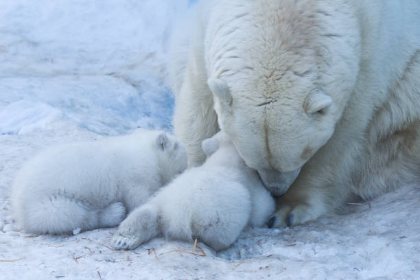 Polar Bear Mutter und Cub Porträt. – Foto