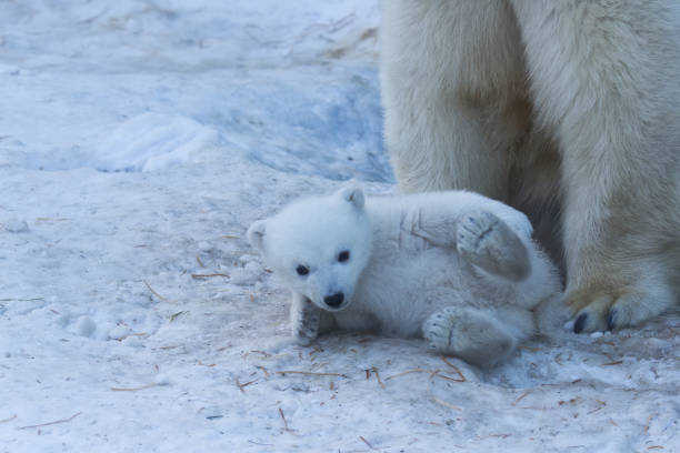 istock Polar Bear Mother and Cub portrait. 1140921430