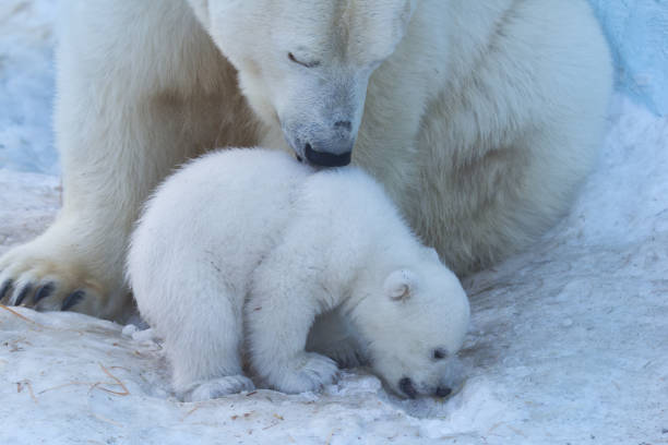 istock Polar Bear Mother and Cub portrait. 1140921440