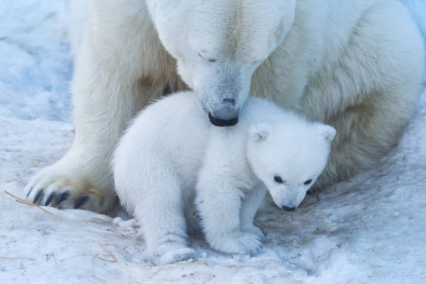 Ritratto di Madre Orso Polare e Cucciolo. - foto stock