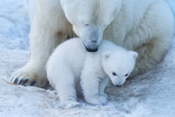 Polar Bear Mother and Cub portrait. Polar Bear Mother and Cub portrait. polar bear snow bear arctic stock pictures, royalty-free photos & images