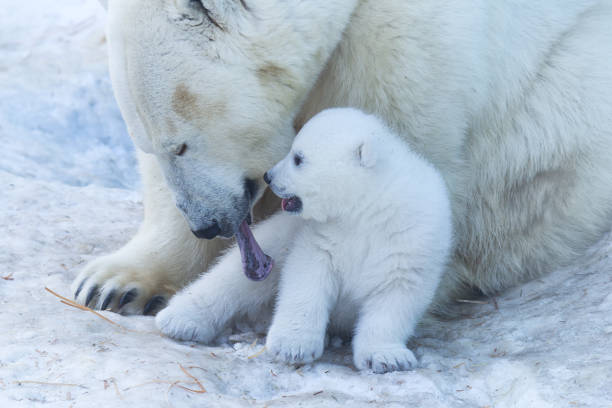 istock Polar Bear Mother and Cub portrait. 1140921459