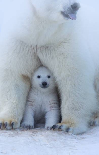 retrato da matriz e do filhote do urso polar. - polar bear arctic animal snow - fotografias e filmes do acervo