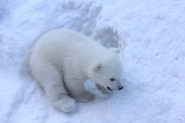 istock Polar Bear Mother and Cub portrait. 1140921497