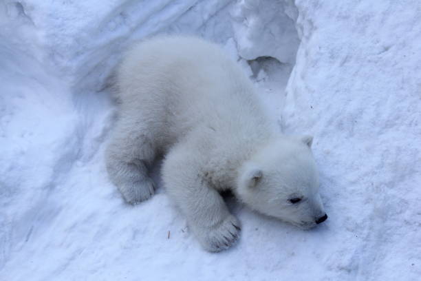 Close up of a sleeping polar bear with his head in a car tyre.