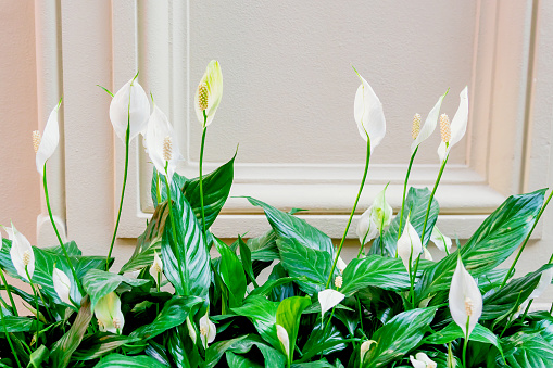 Evergreen plant spathiphyllum. White flowers and green leaves