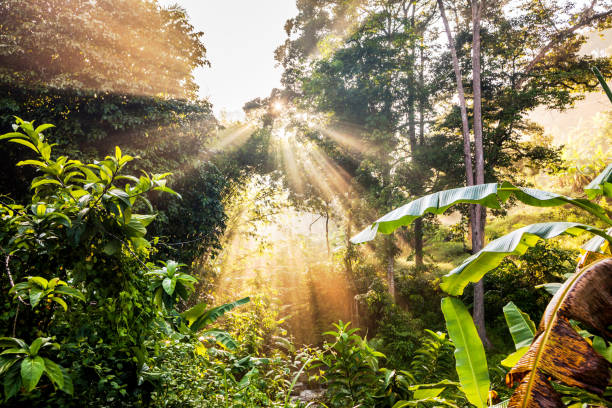 istock Sun ray view by the jungle bushes for text adding background 1140932953
