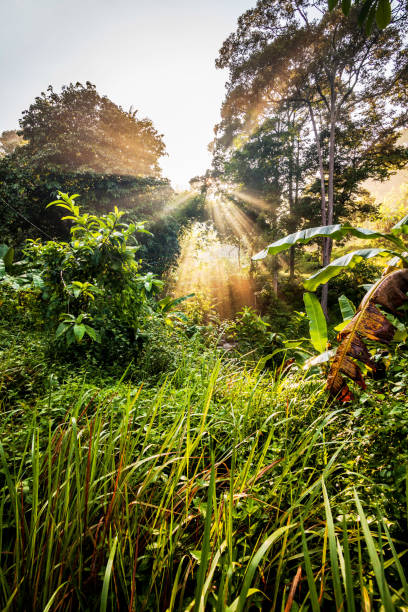 istock Sun ray view by the jungle bushes for text adding background 1140932975