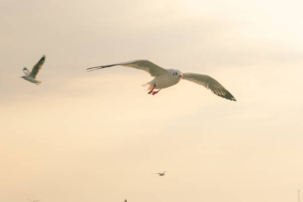 Brown-headed gull is flying on the sky