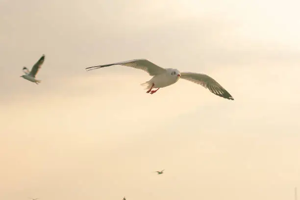 Brown-headed gull is flying on the sky That migrated to escape the cold from afar